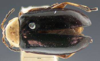 Media type: image; Entomology 18766   Aspect: habitus dorsal view